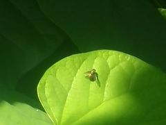 -逸仙华庭