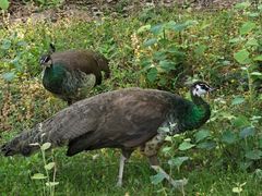 -北京麋鹿生态实验中心