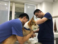 -伟伟宠物医院·CT影像中心·瑞派犬猫综合性门诊(汉口总院)