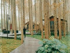 -黄海国家森林公园