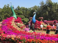 -东南花都花博园
