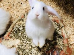 -上海大自然野生昆虫馆(东方明珠·爬宠昆虫探索中心)