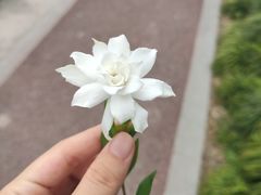 -高东镇樱花园