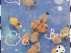 -前小桔亲子创意农场·草莓采摘·露营烧烤