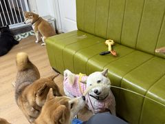 -是阿柴呀！柴犬咖啡·爱喵喵猫咖
