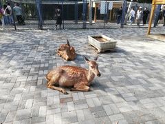 -长白岛森林公园