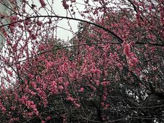 -木塔寺遗址生态公园