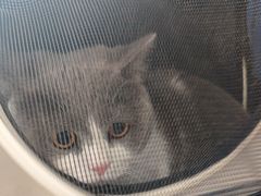 -伟伟宠物医院·CT影像中心·瑞派犬猫综合性门诊(汉口总院)