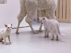-Heymao猫咖.咖啡厅(东门店)