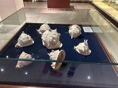 -青岛贝壳博物馆