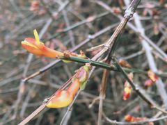 -北京西山国家森林公园