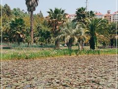 -昆明植物园