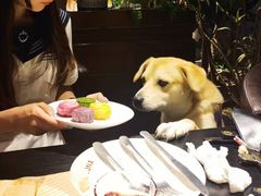 -百好乐宠物友好餐厅(朝外大街店)