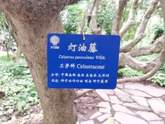 -中国科学院西双版纳热带植物园