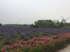 -曲江薰衣草庄园