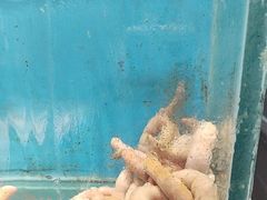-潮庭·大连海鲜·炭火烧烤·扇贝王(大连店)