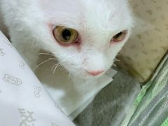 -瑞鹏宠物医院·骨科·猫科·内科(第一中心)