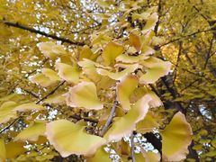 -千年银杏谷文化旅游区