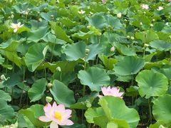 -西青郊野公园