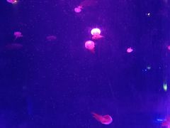 -北戴河圣蓝海洋公园