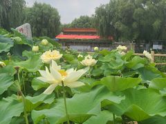 -白洋淀景区