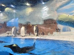 -海合安成都极地海洋公园