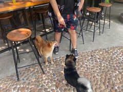 -柴犬高等学院·狗咖·柴犬售卖·宠物训练