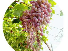 -金谷域澳洲庄园