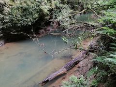 -怀托摩萤火虫洞