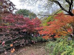-秋霞圃