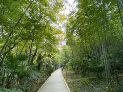 -镇江市南山风景名胜区竹林景区