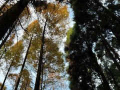 -山王坪喀斯特国家生态公园