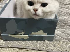 -宠颐生宠物医院·异宠猫科内科·诊疗中心宠巢店