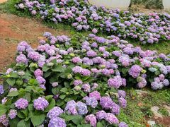 -名花谷生态庄园