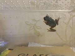 -酷以爬仙阁实体爬宠店·守宫·蜥蜴·专业繁育