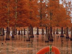 -白鹭湾湿地公园