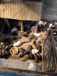 -酷嗒动物文化乐园(cutezoo西溪乐天城店)