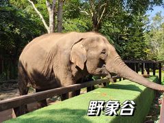 -野象谷景区
