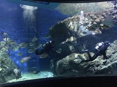 -暹罗海洋世界