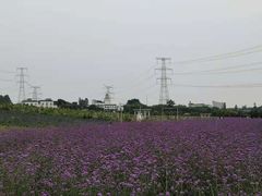 -紫颐香薰山谷景区