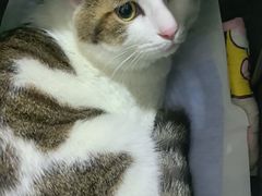 -中农国际动物医院24小时·猫科·骨科·急重症中心