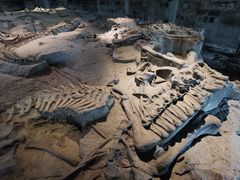 -自贡恐龙博物馆