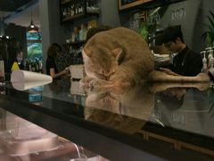 -咖法森林·咖啡  酒吧(天河店)