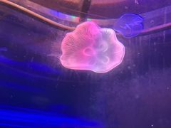 -梦幻海洋王国(吾悦广场张家港店)