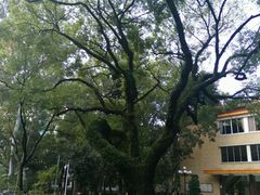 -中山大学学者灵芝(园南路店)