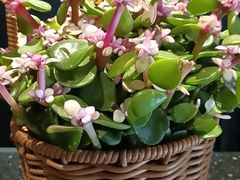 -顺兴老茶馆·精品川菜(世纪城店)