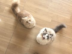 -唐小姐の私宠·宠物洗护美容·撸猫馆·购宠(周浦万达旗舰店)