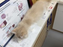 -瑞派宠物医院·24h·骨外科·皮肤科·全科宠物医疗转诊中心(沈阳浑南院)
