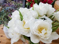 -荷兰花海