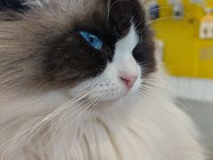 -平行世界·猫咖(首经贸店)